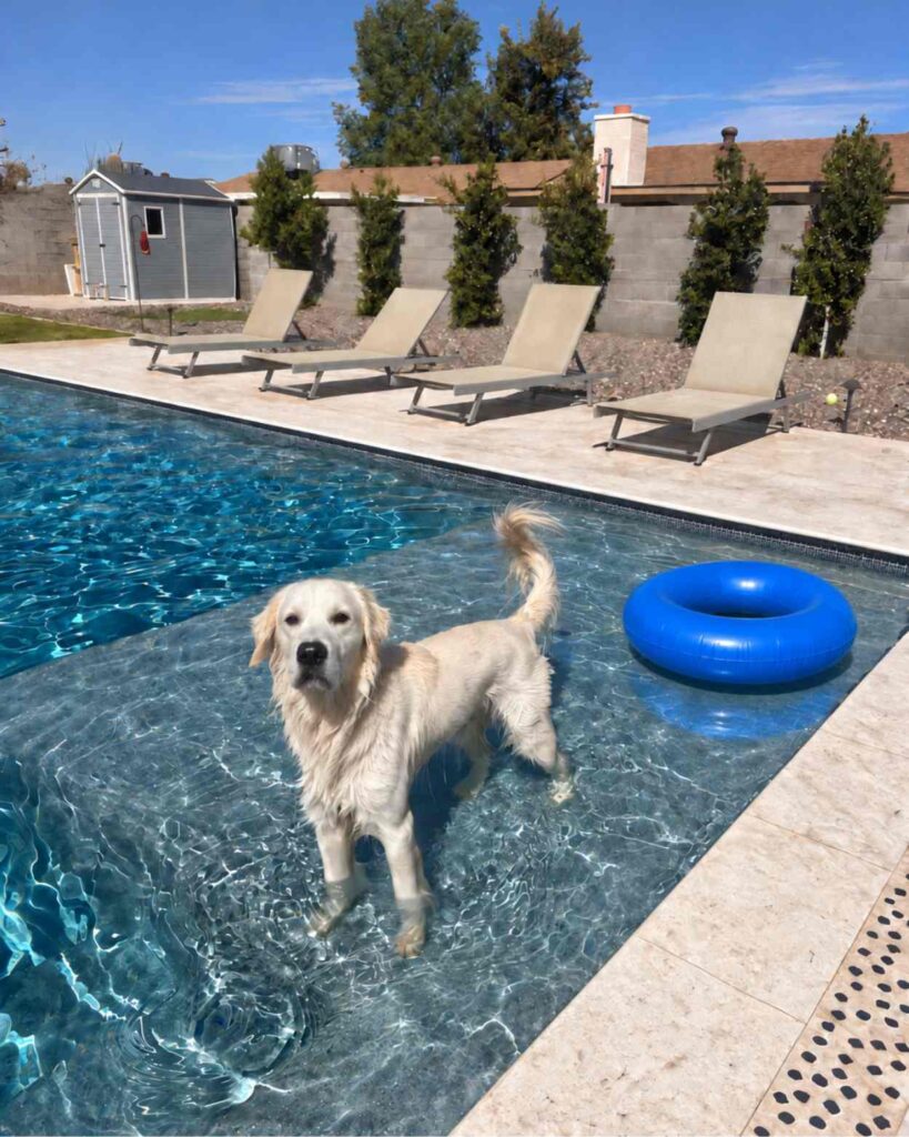 Golden retriever standing on the shallow sun shelf at the edge of a pool