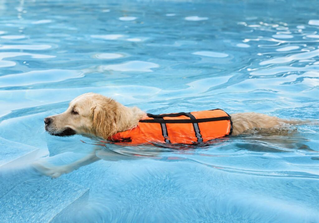 Dog swimming in pool wearing orange life vest for flotation support