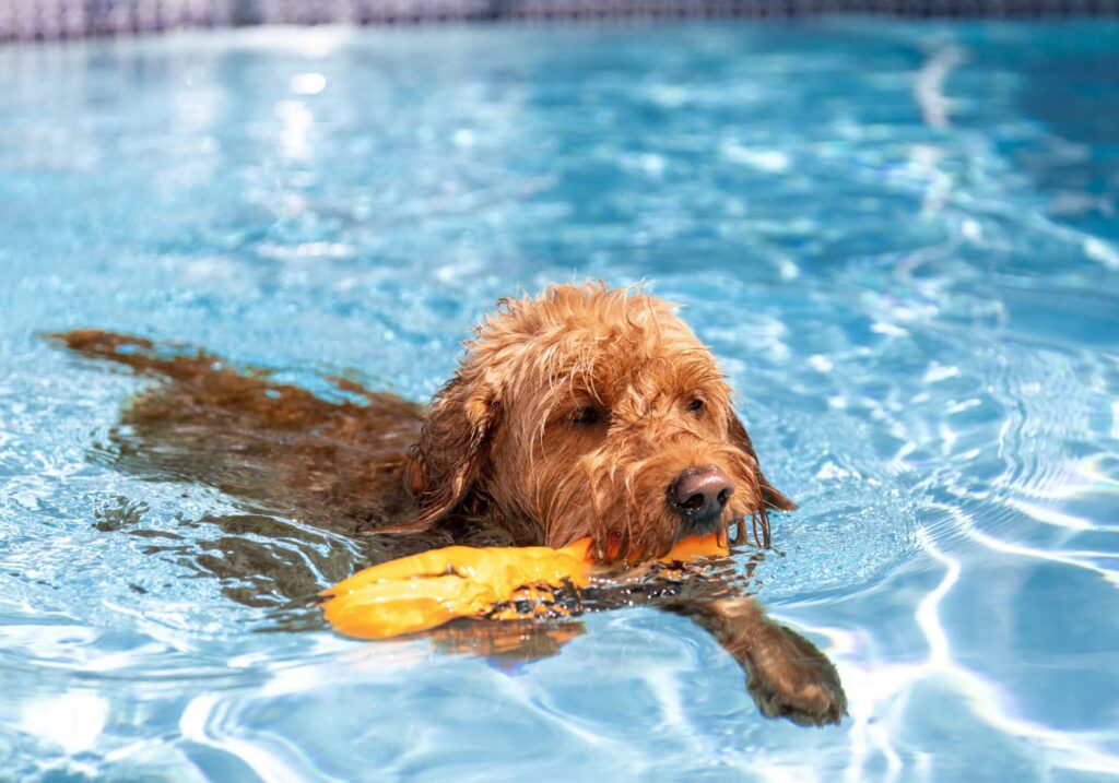 Dog paddling in pool water during swim training