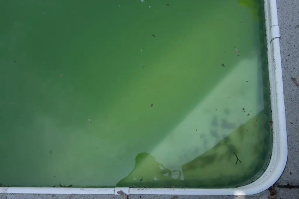 Close-up of cloudy green pool water with leaves and debris caused by algae